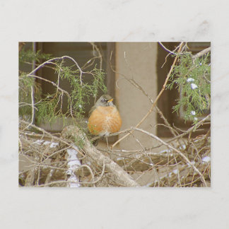 Robin On Snowy Juniper Postcard