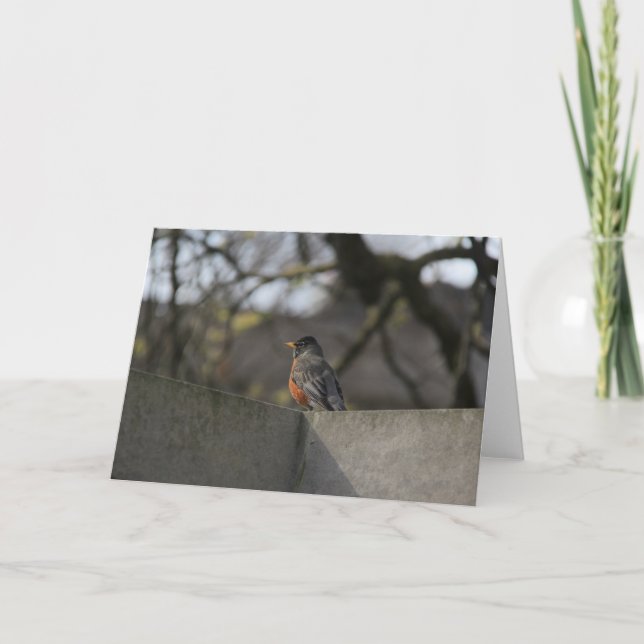 Robin on Wall Card (Front)