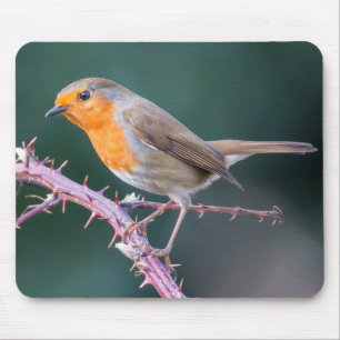 Robin Perched on a Blackberry Branch Mouse Mat