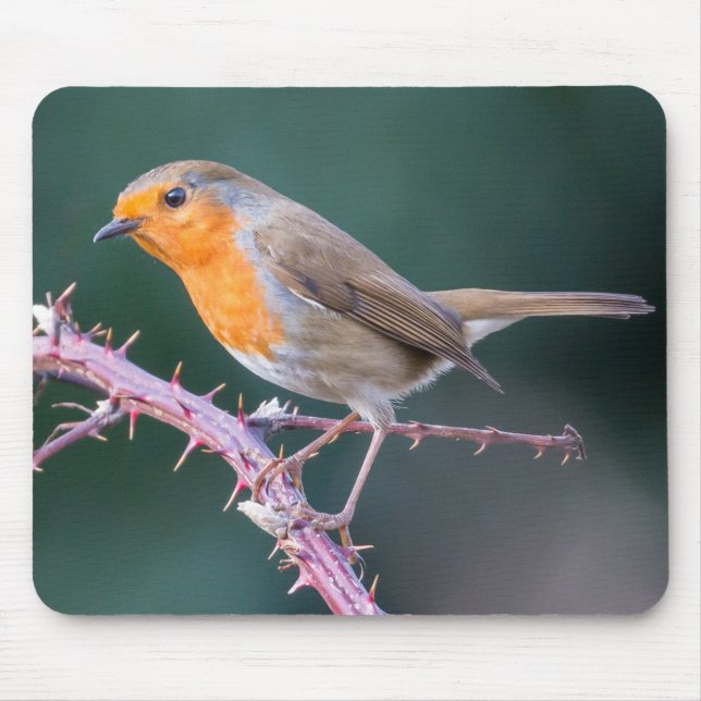 Robin Perched on a Blackberry Branch Mouse Mat (Front)