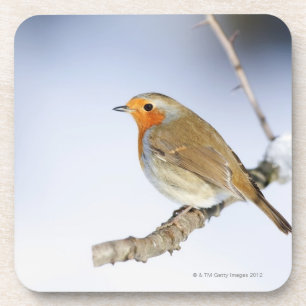 Robin perched on a branch in winter coaster