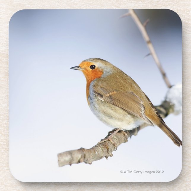 Robin perched on a branch in winter coaster (Front)