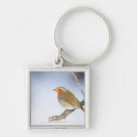 Robin perched on a branch in winter
