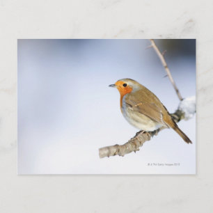 Robin perched on a branch in winter postcard