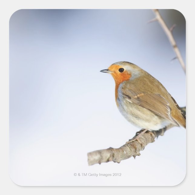Robin perched on a branch in winter square sticker (Front)