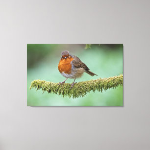 Robin perched on a moss covered branch canvas print
