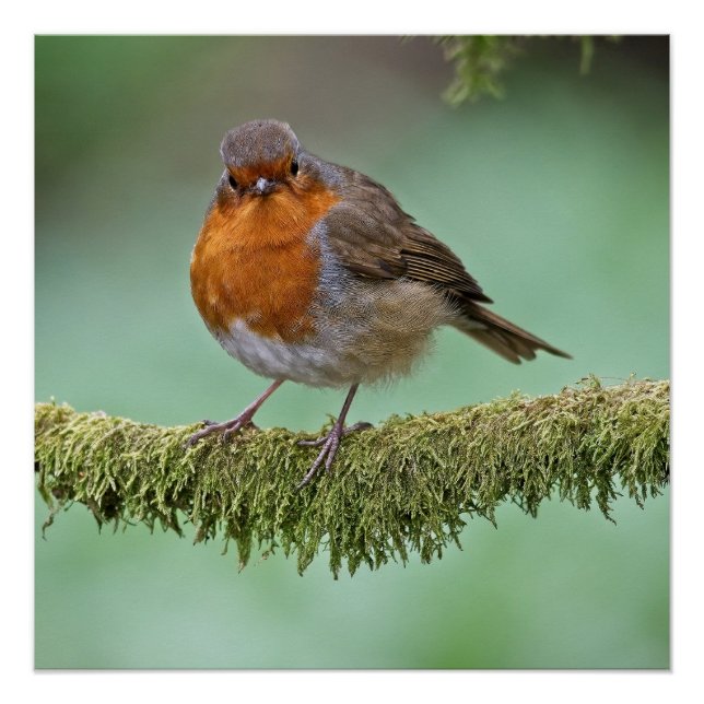 Robin perched on a moss covered tree branch poster (Front)