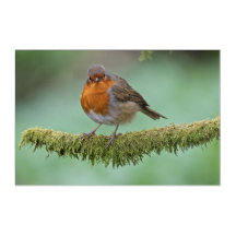 Robin perched on moss covered branch