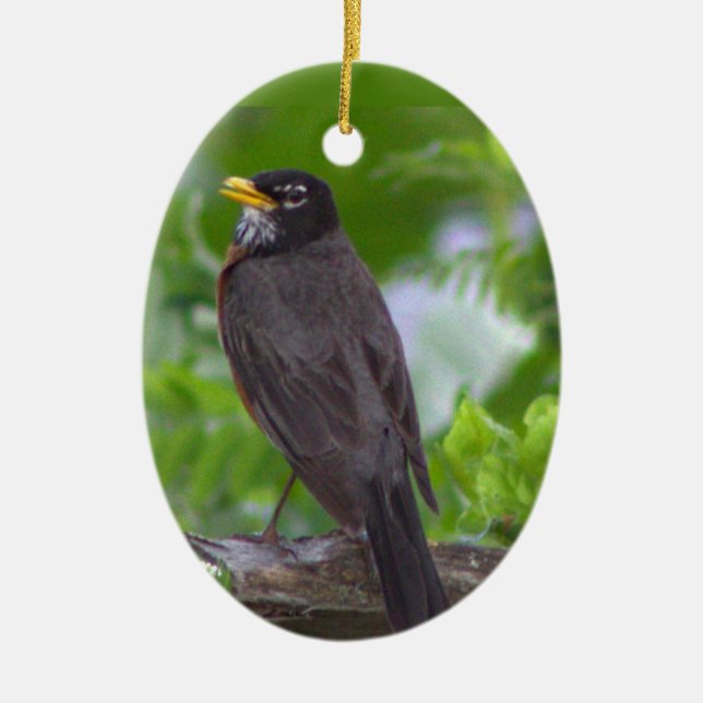 Robin Photo Ornament  (Front)
