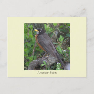 Robin Photo Postcard