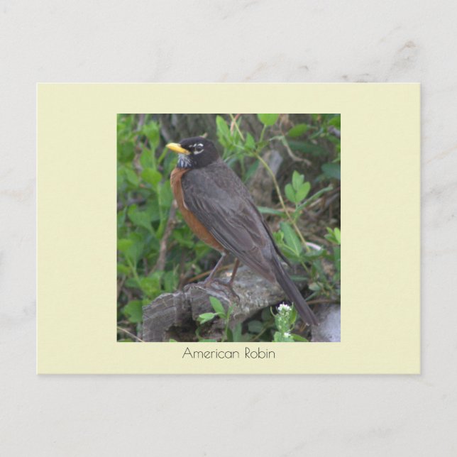 Robin Photo Postcard (Front)