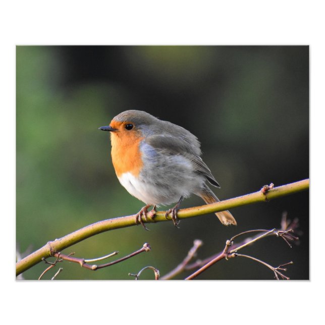 Robin Photo Print (Front)