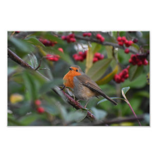 Robin  photo print