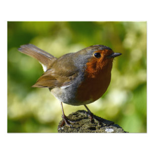 Robin photo print