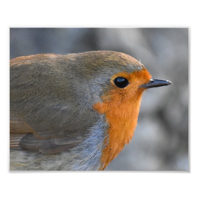 Robin Photo Print (Front)