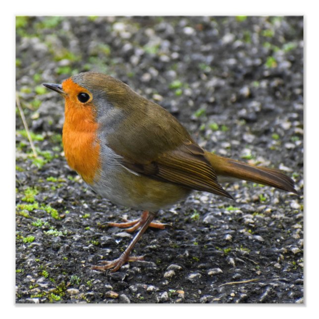 Robin  photo print (Front)
