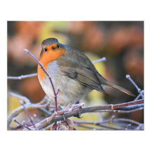 Robin Photo Print
