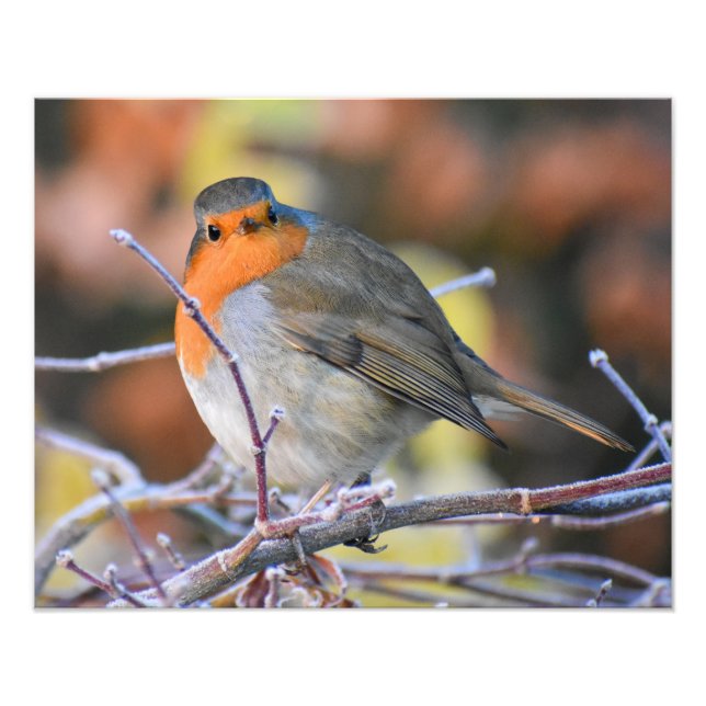 Robin Photo Print (Front)