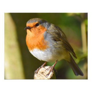 Robin  photo print