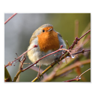 Robin photo print