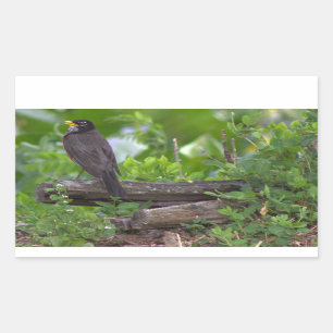 Robin Photo Stickers