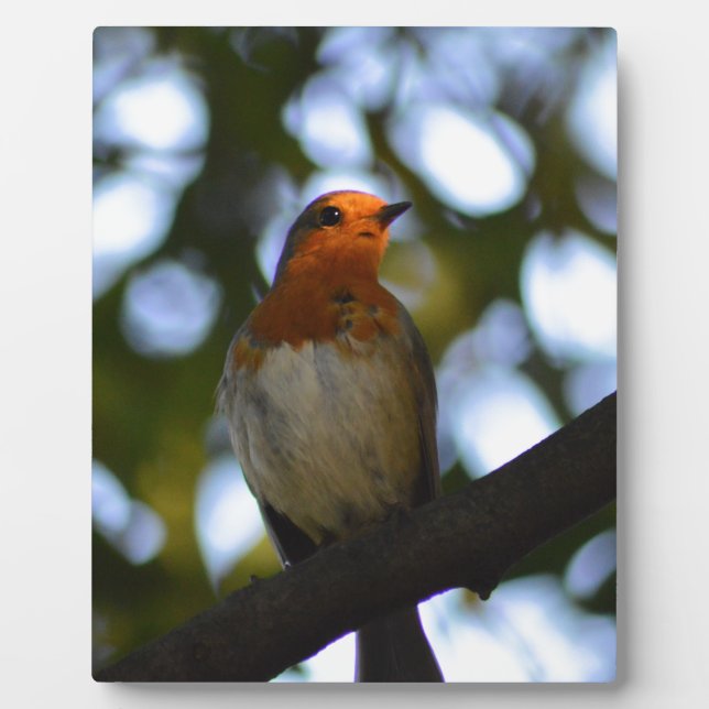 Robin Plaque (Front)