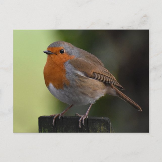 Robin  postcard (Front)