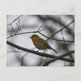 Robin  postcard