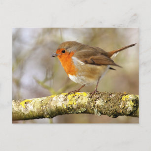 Robin Postcard