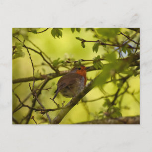 Robin Postcard