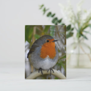 Robin  postcard