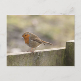 Robin Postcard