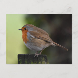 Robin postcard