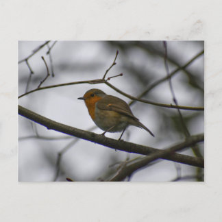 Robin  postcard