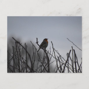Robin Postcard