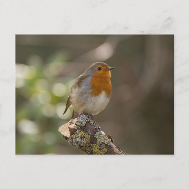 Robin Postcard (Front)