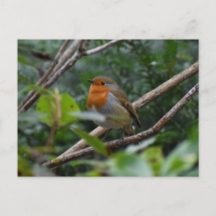 Robin Postcard