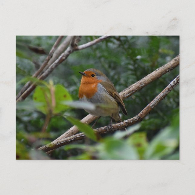 Robin Postcard (Front)