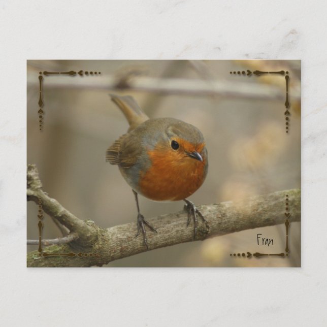 robin postcard (Front)