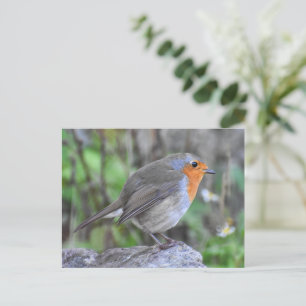 Robin  postcard