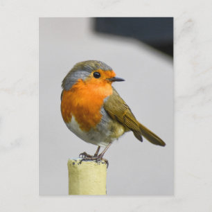 Robin postcard