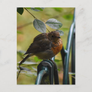 Robin Postcard