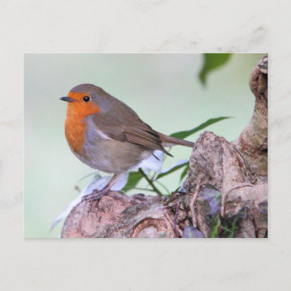 Robin Postcard