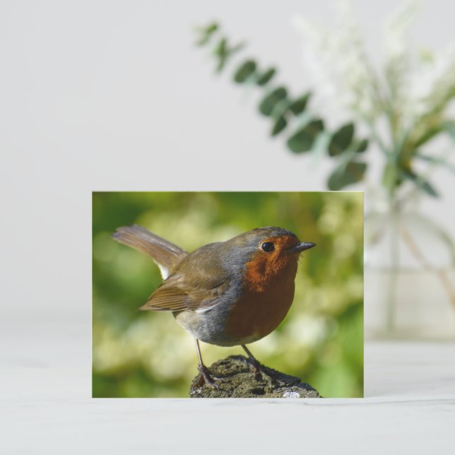 Robin  postcard (Standing Front)