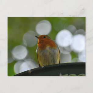 Robin Postcard