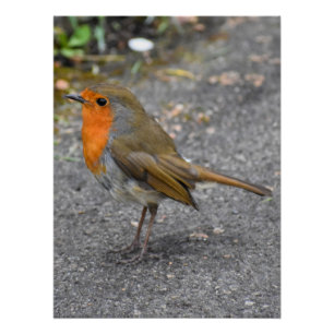 Robin poster
