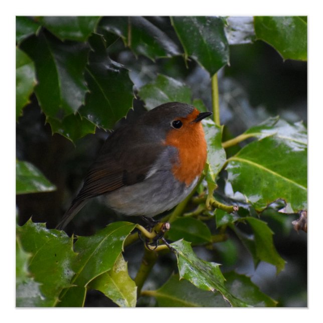 Robin  poster (Front)