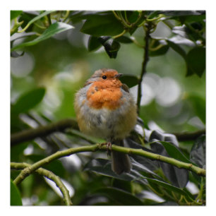 Robin Poster