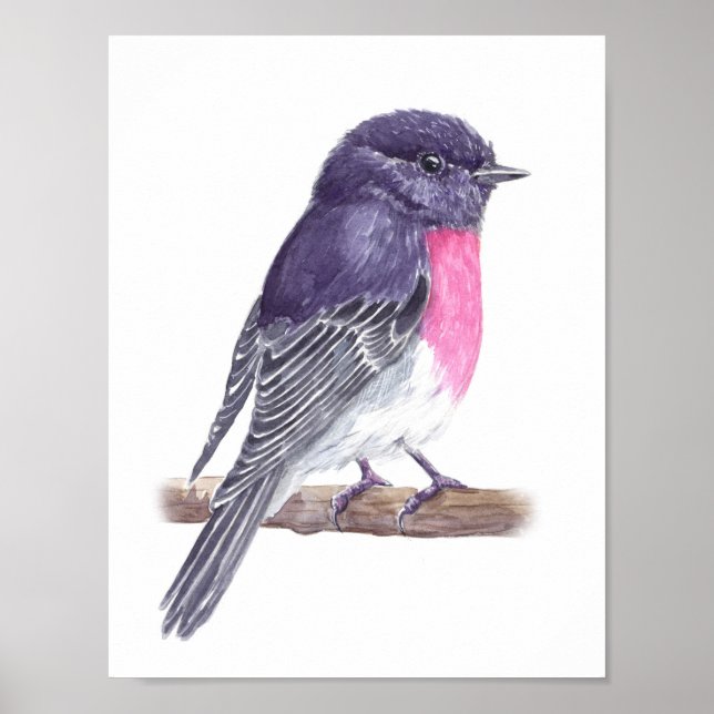 Robin Poster (Front)