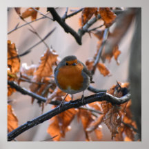 Robin